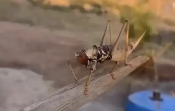 Dev etçil çekirge şaşırttı!