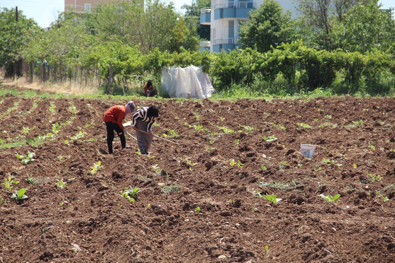Kavurucu sıcakta tütün mesaisi