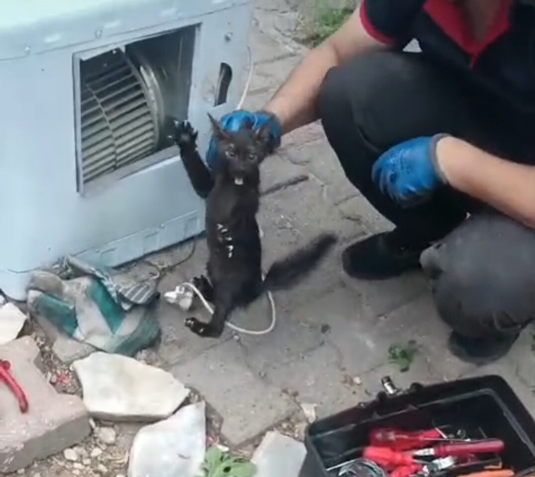 Klima motoruna sıkışan kedi kurtarıldı