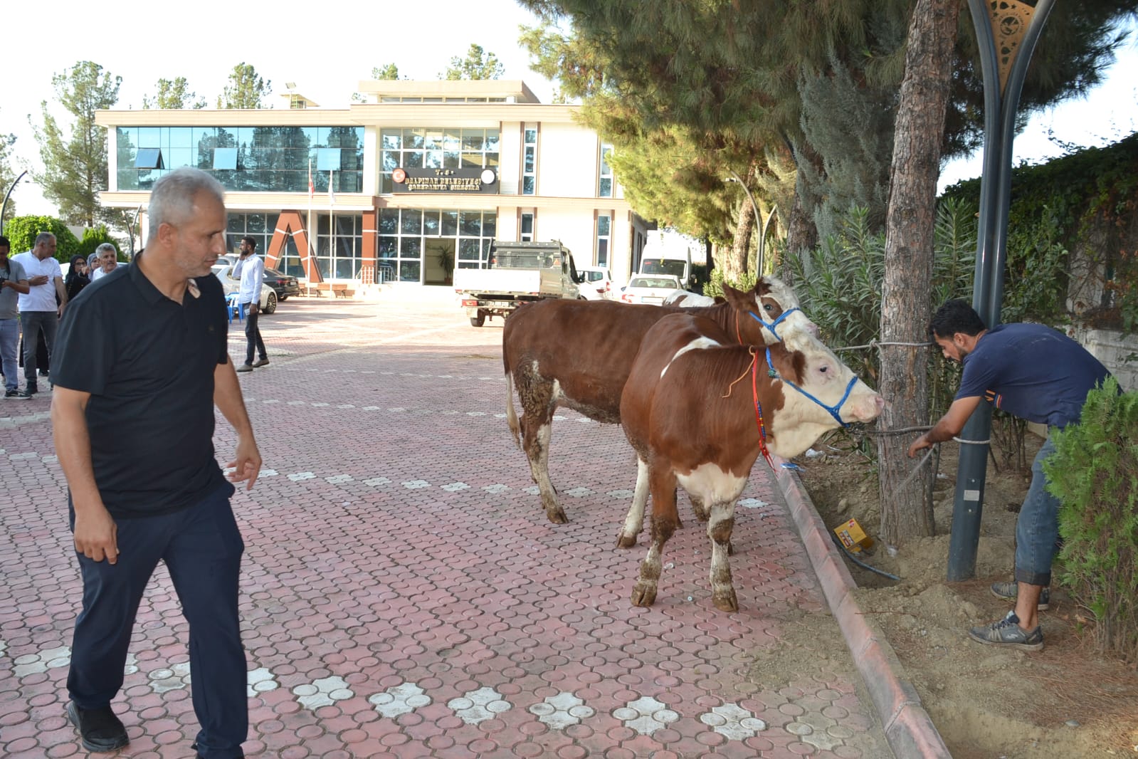 10 Aileye inek desteğinde bulundu