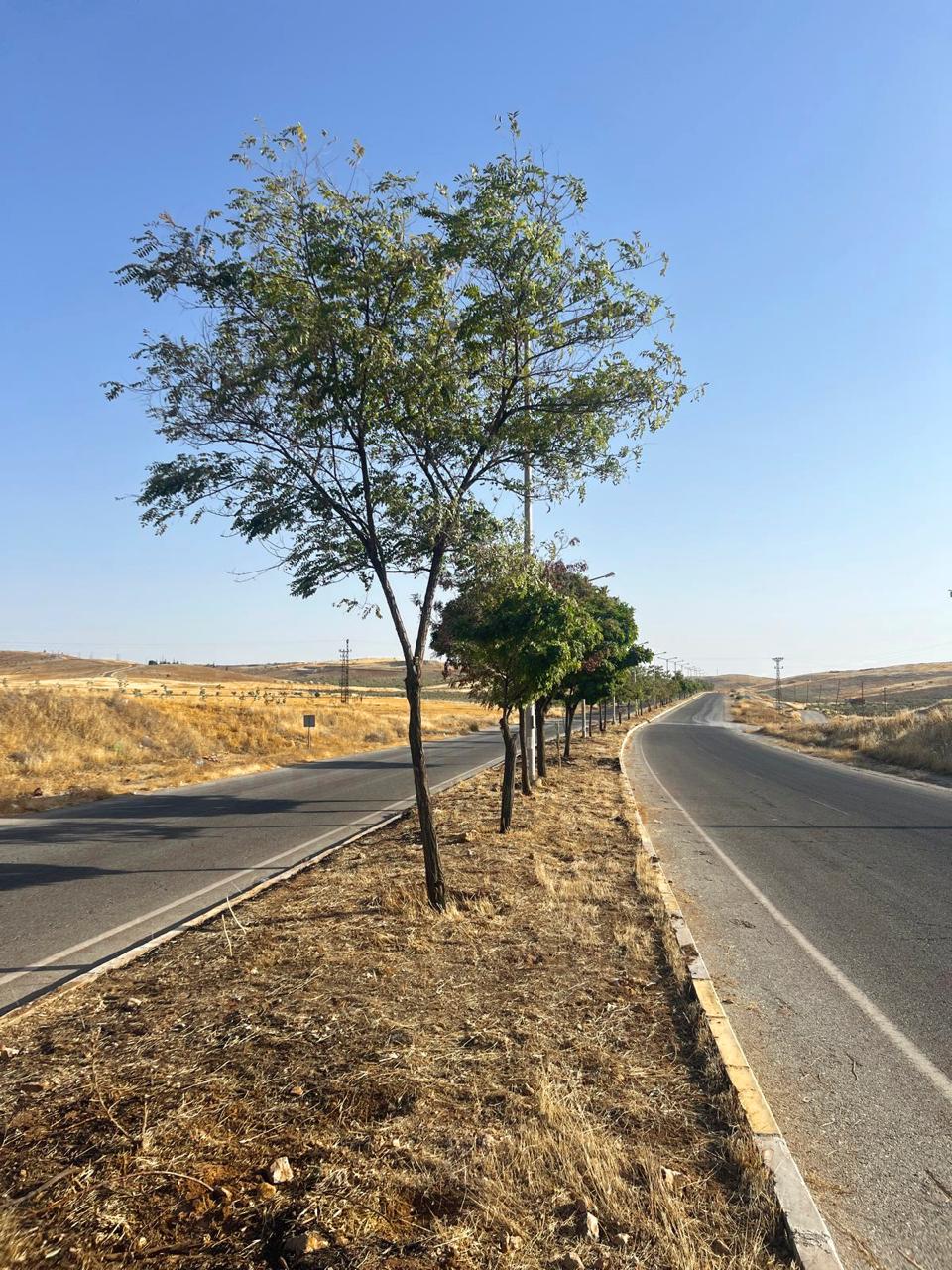 Ağaçlar bakımdan geçirildi