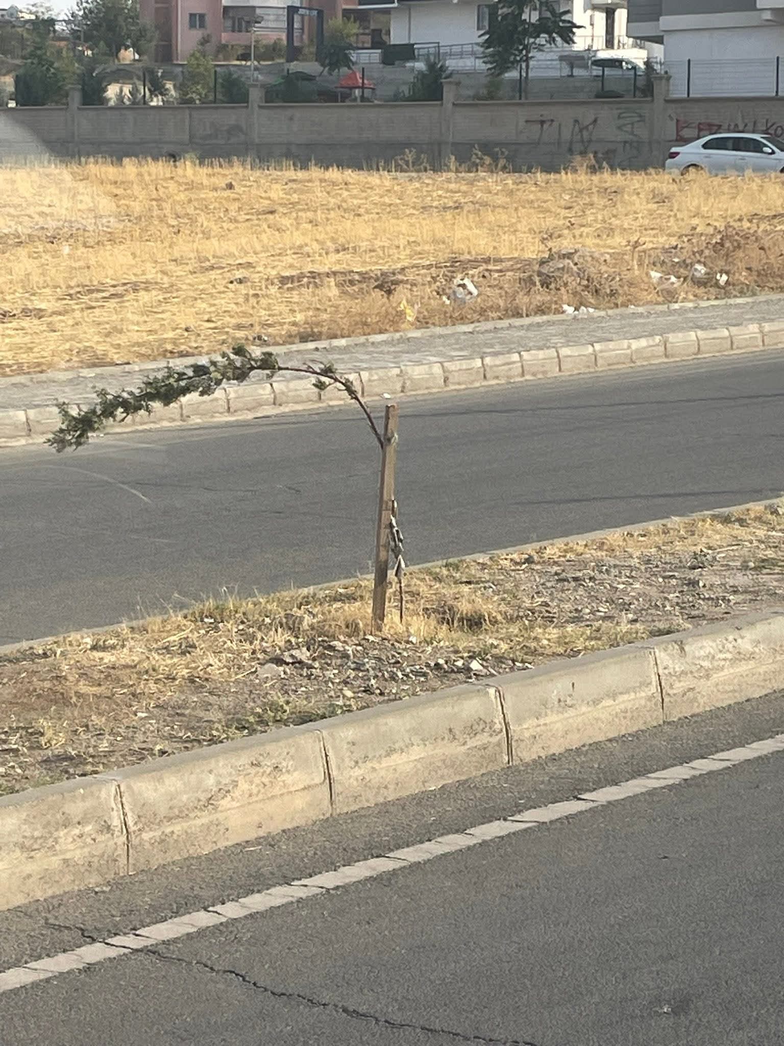 BAKIMSIZLIK YEŞİLİ SOLDURUYOR