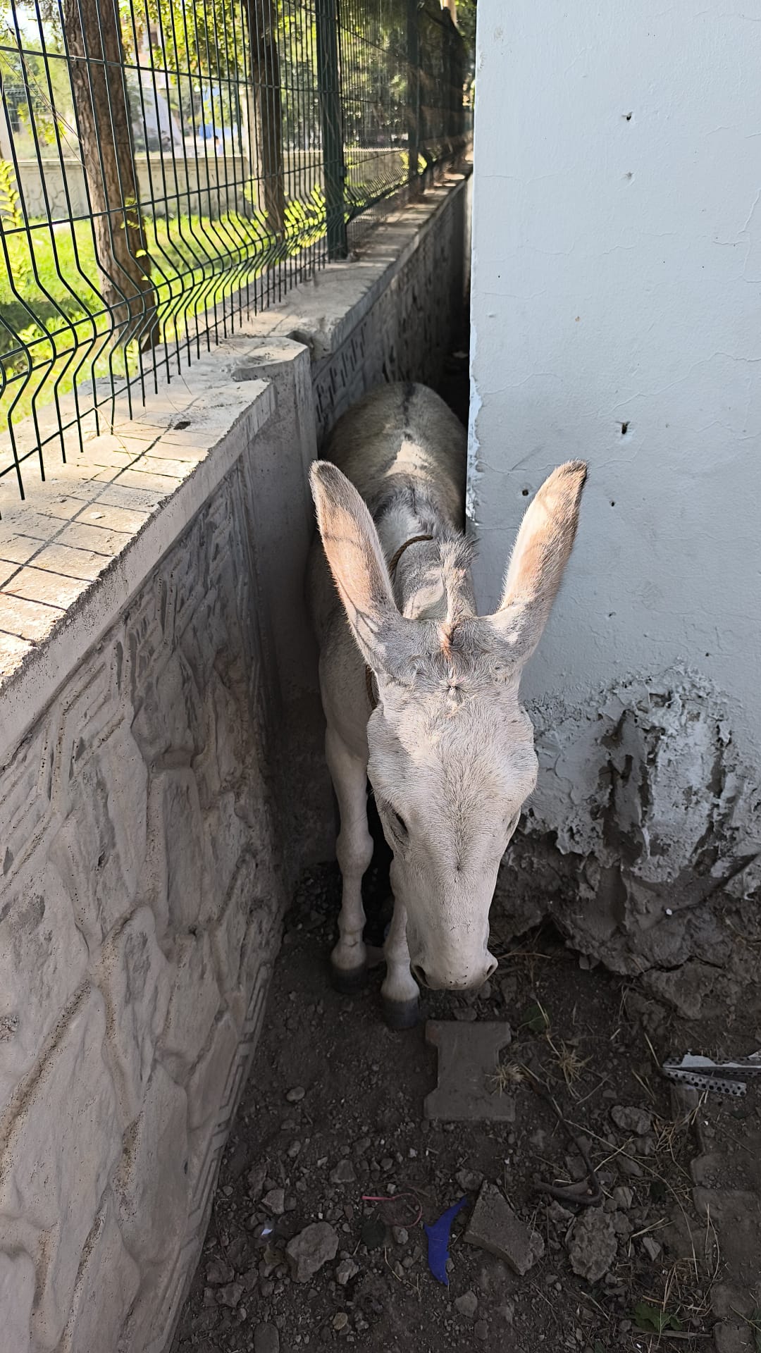 Duvara sıkışan eşeği kurtardılar