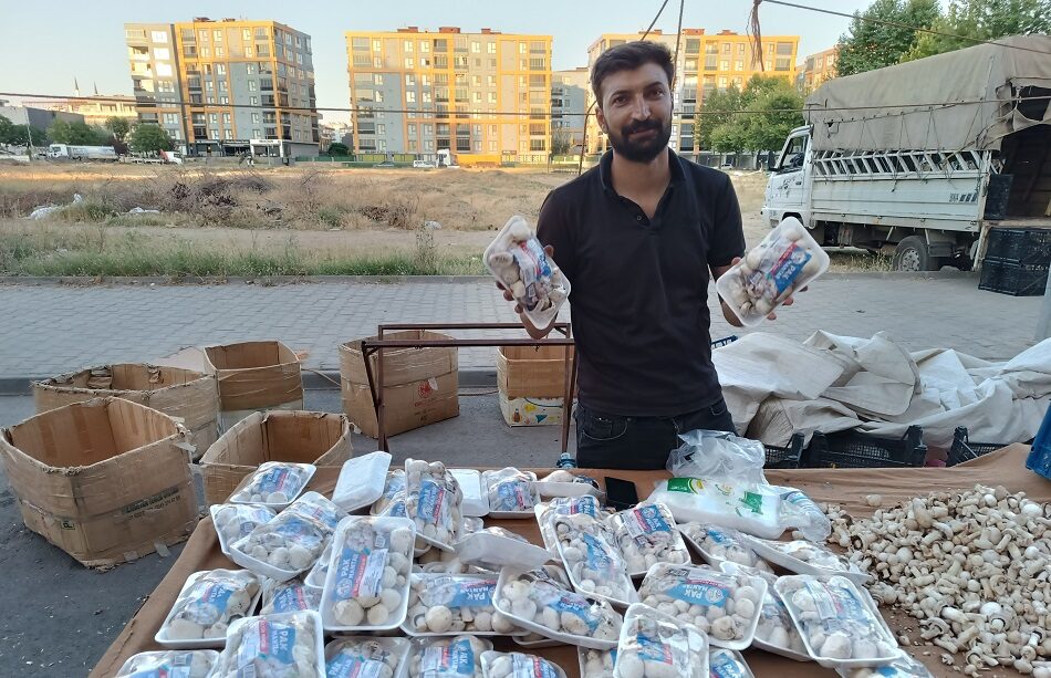Kültür mantarına yoğun ilgi