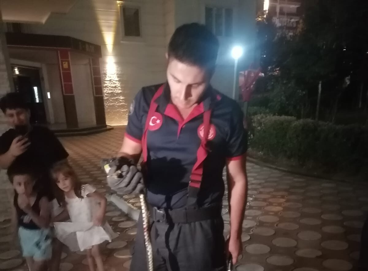 Yakalanan yılan doğaya salındı