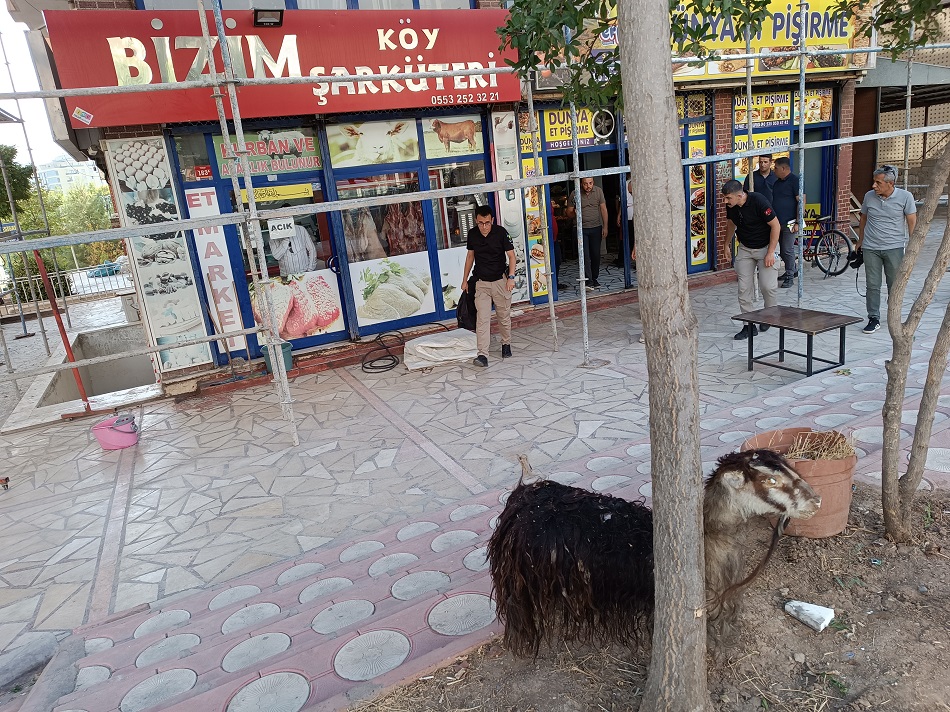 Yapay keçi gerçeği aratmıyor!
