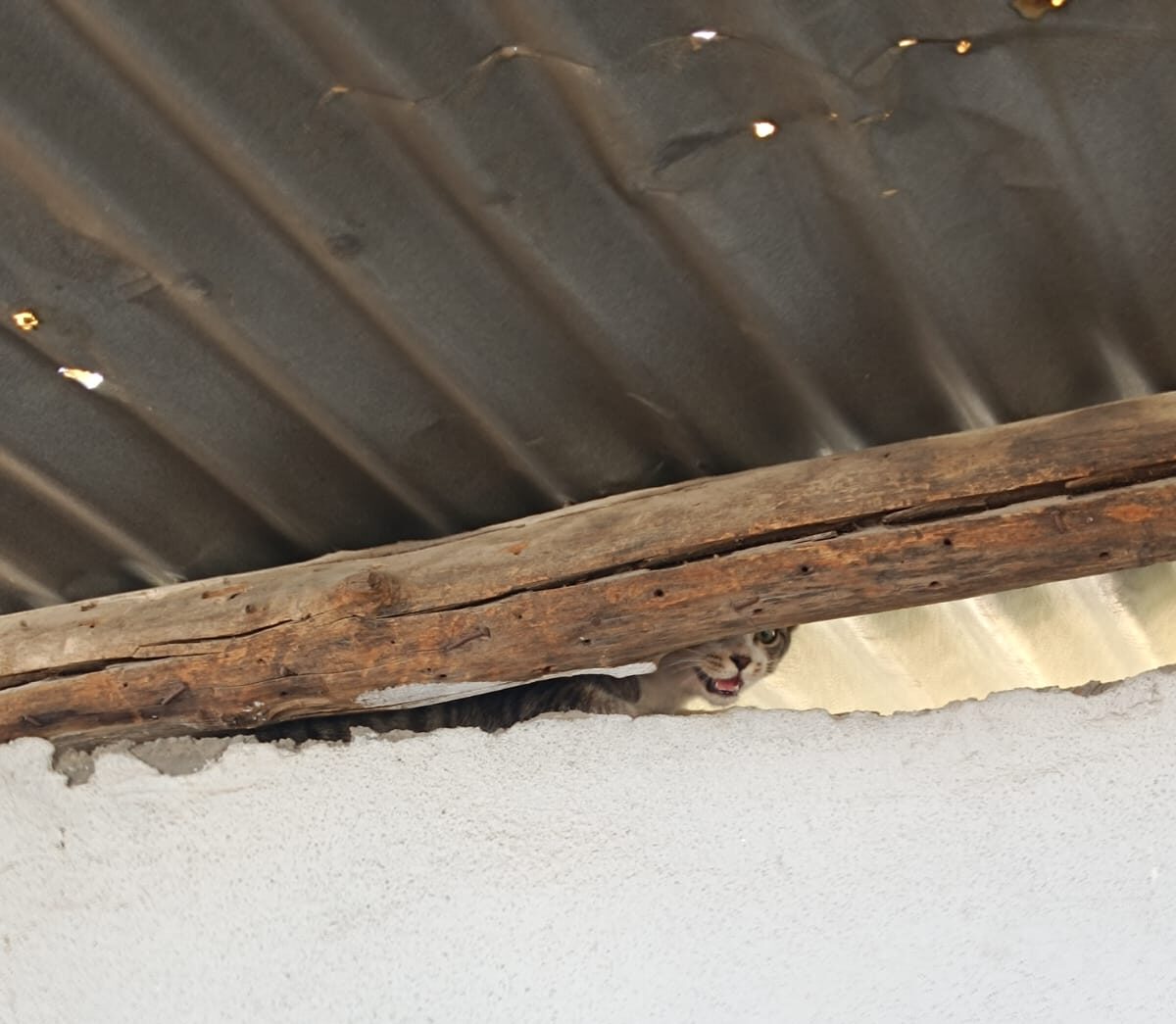 Çatıda mahsur kalan kedi kurtarıldı