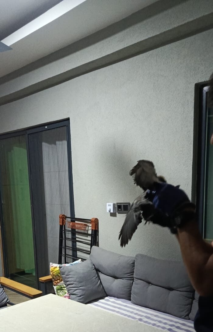 Yaralı güvercin kurtarıldı