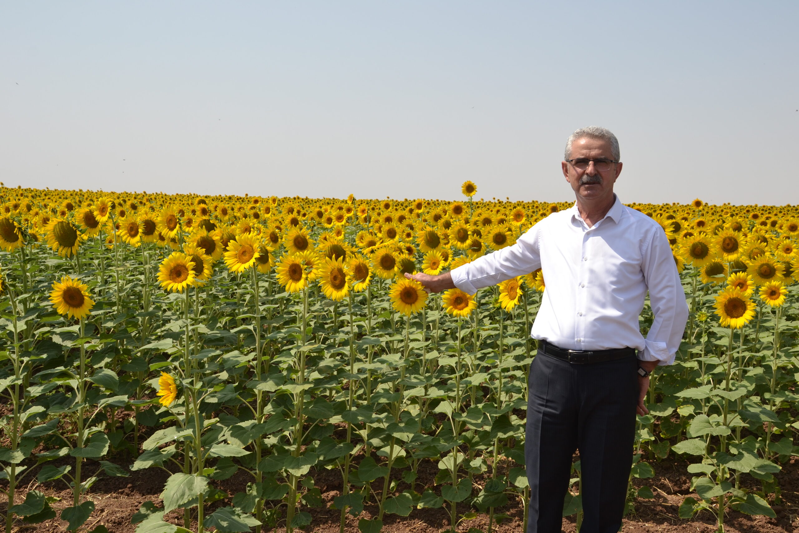 720 Dönüme ayçiçeği ekti