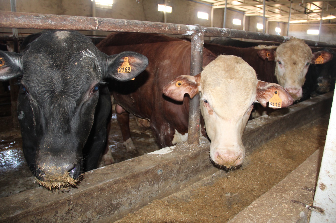 Artan maliyetler üretimi tehdit ediyor