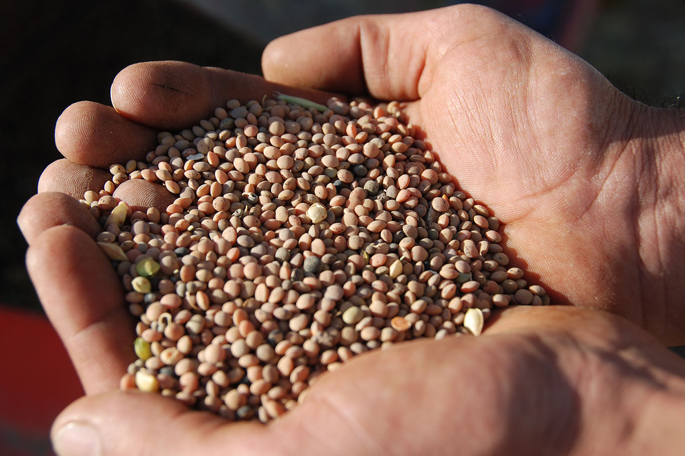 Çiftçilere hibeli mercimek tohumu desteği