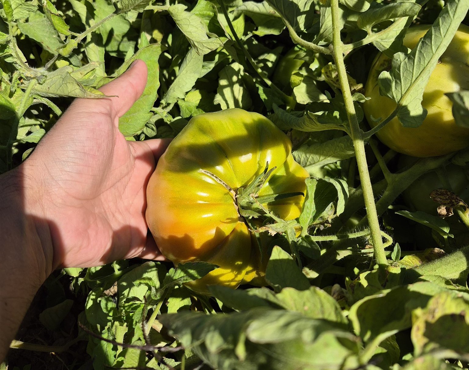 Dev domatesler şaşkınlık uyandırıyor