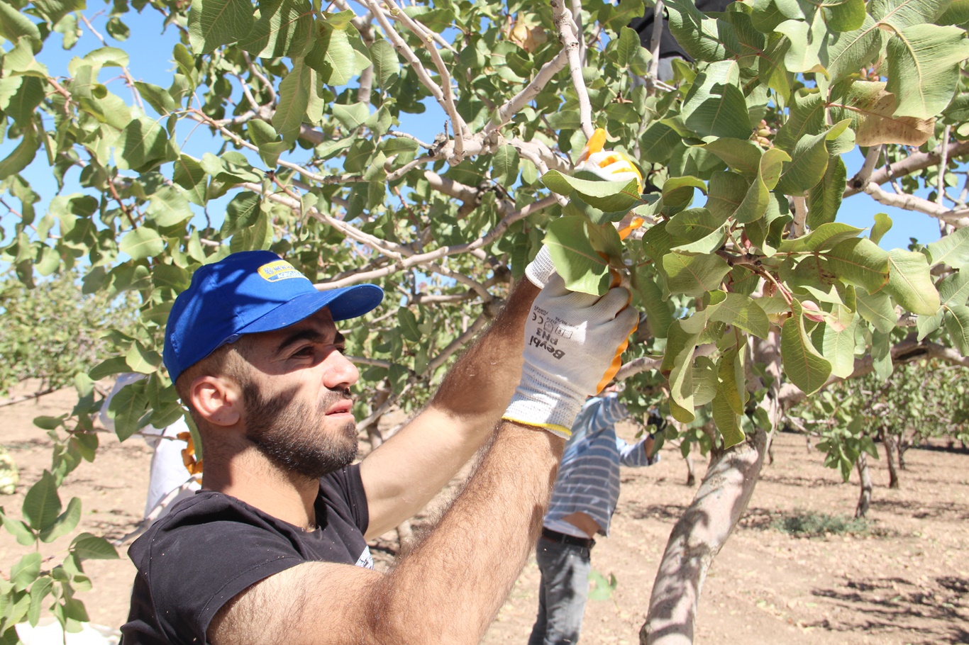 Fıstık hasadı başladı