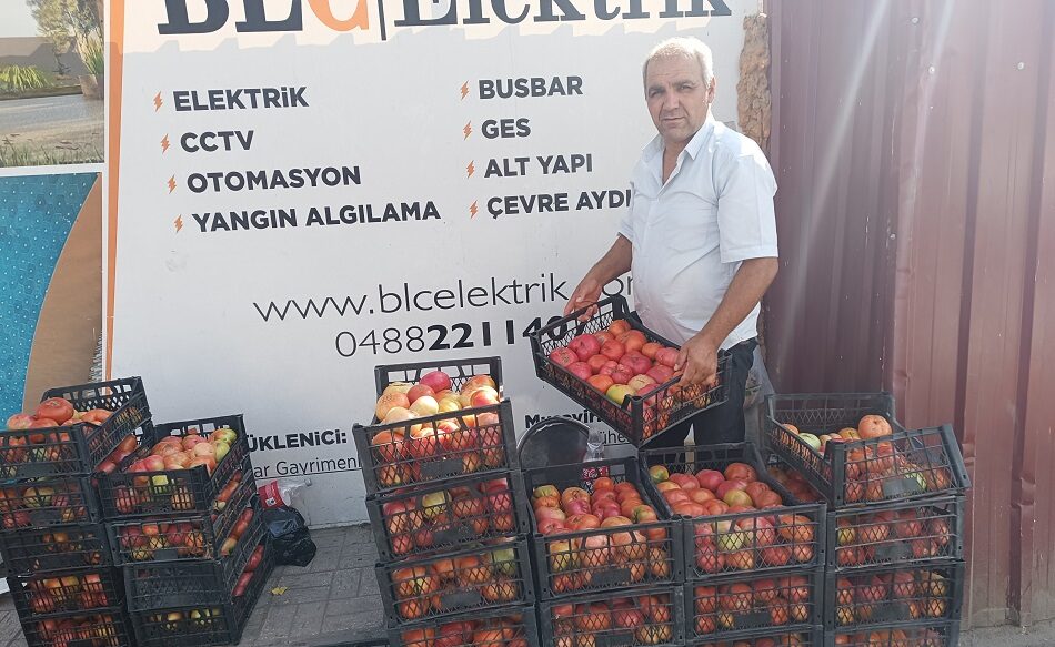 Geçitaltı domatesi tezgahlarda
