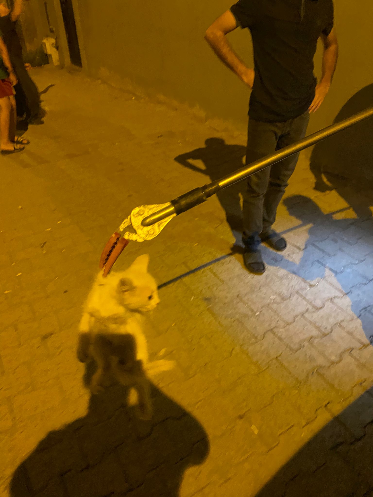 Panoda mahsur kalan kediler kurtarıldı