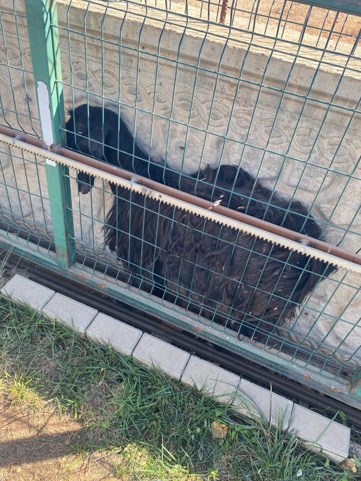 Sıkışan keçi kurtarıldı