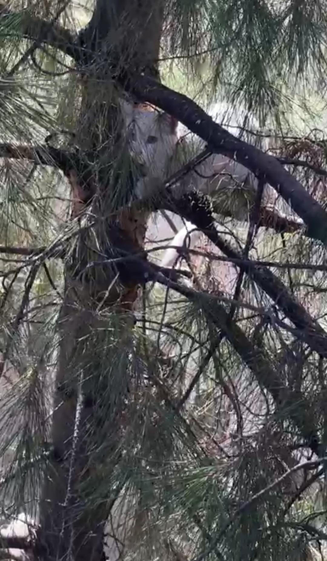 Ağaçta mahsur kalan kedi kurtarıldı