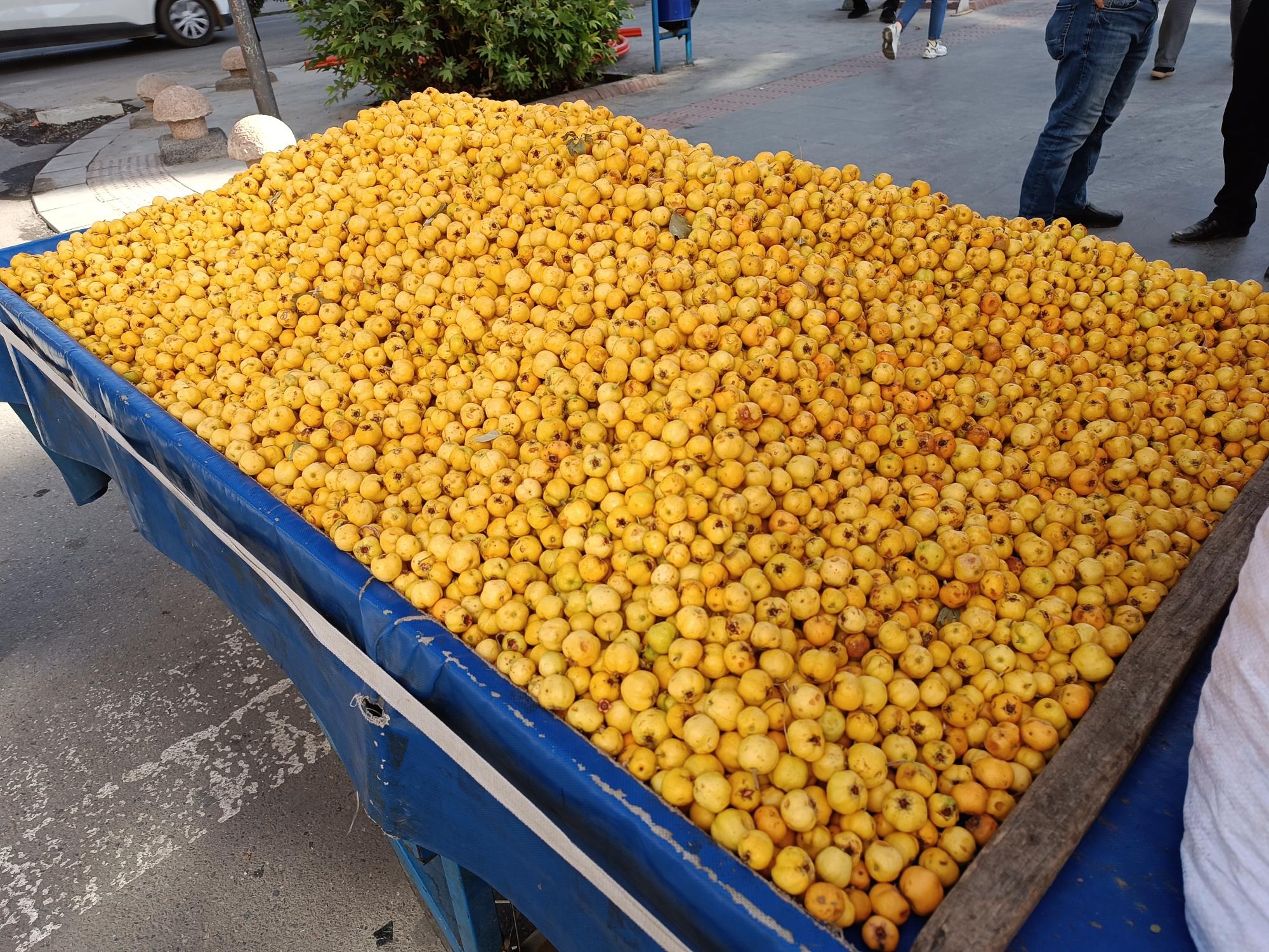 Alıç sezonu başladı