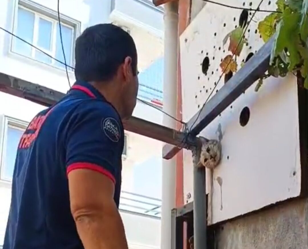Deliğe sıkışan kedi kurtarıldı