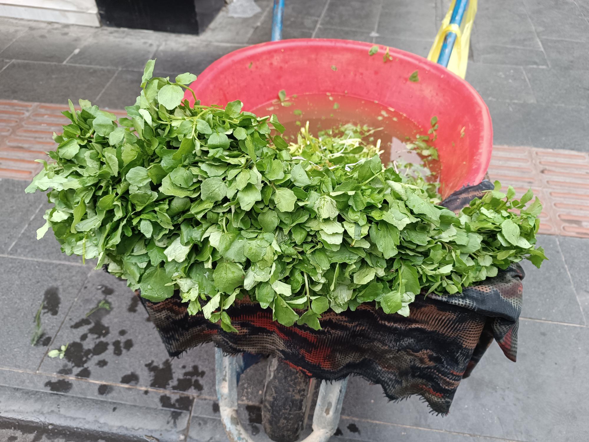 Tere satarak geçimini sağlıyor