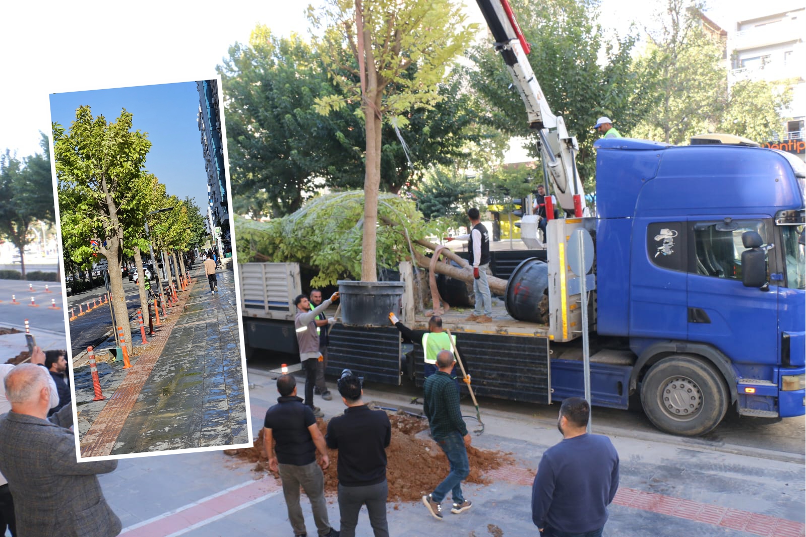 Bulvara ağaçlar yeniden monte edildi