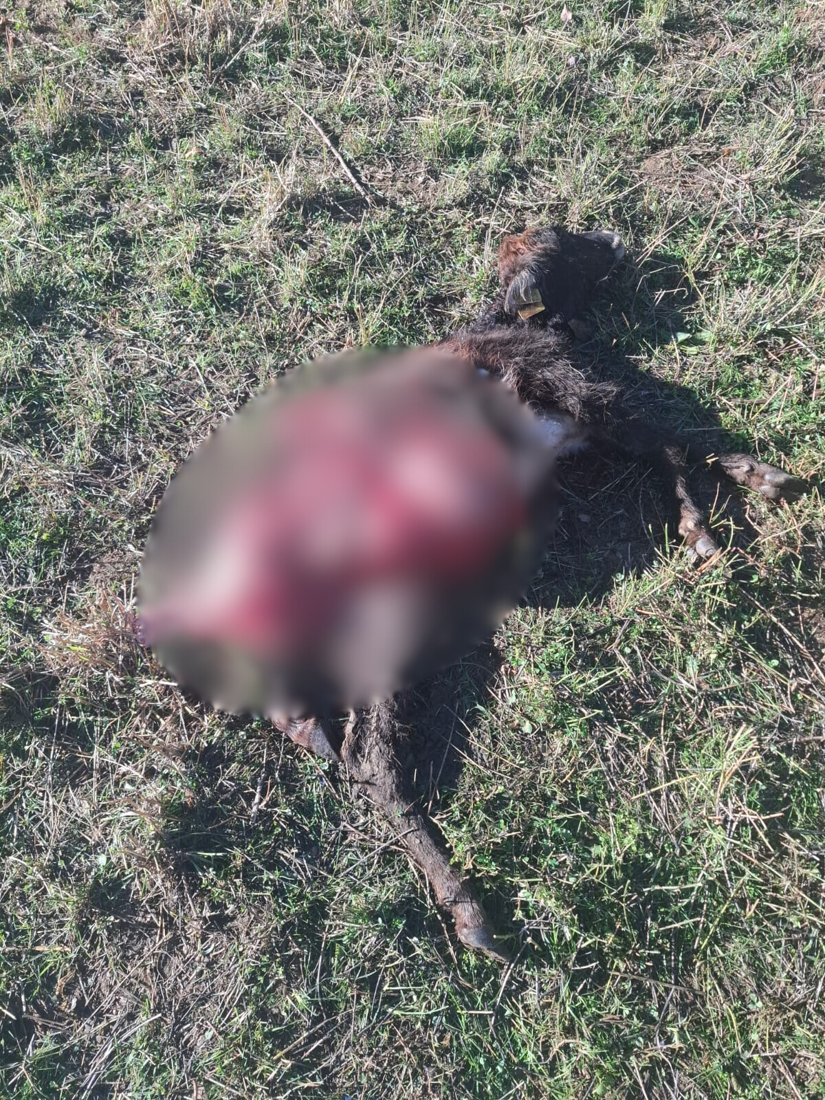 Sason’da kurt dehşeti