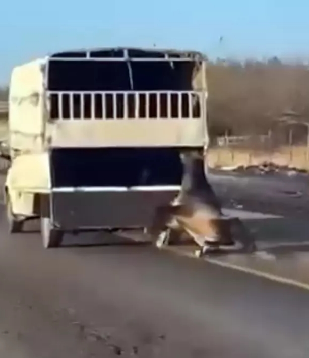 Atın sürüklenmesi olayına inceleme