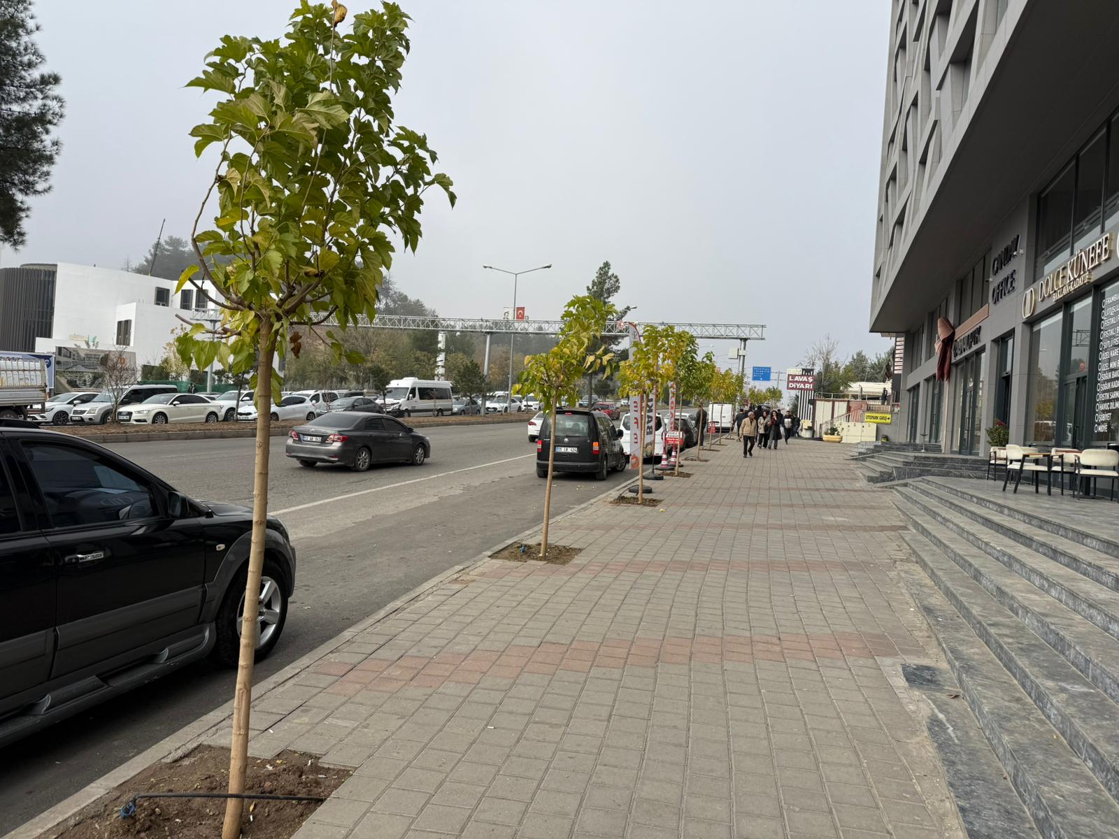 Bulvara 49 yeni ağaç dikildi