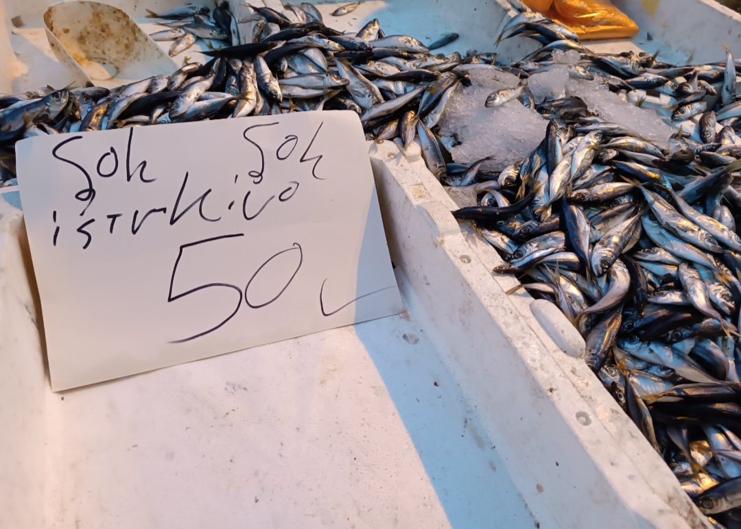 İstavrit balığına kampanya