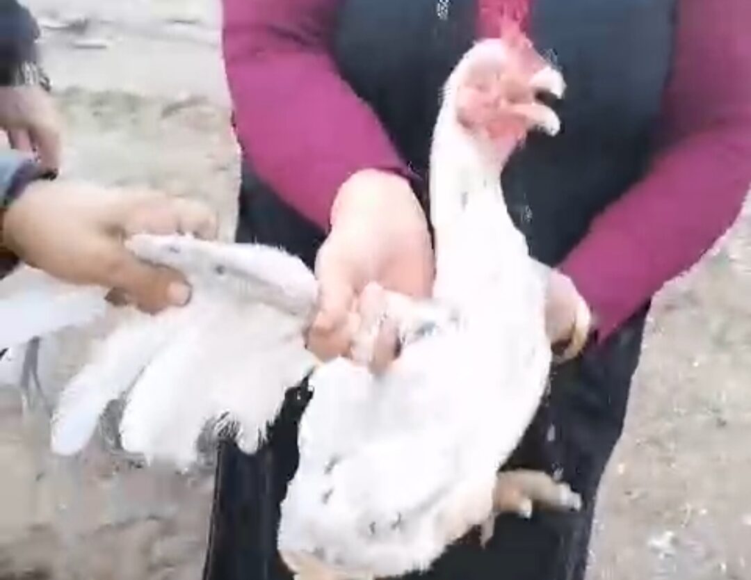 Kuyuya düşen tavuk kurtarıldı