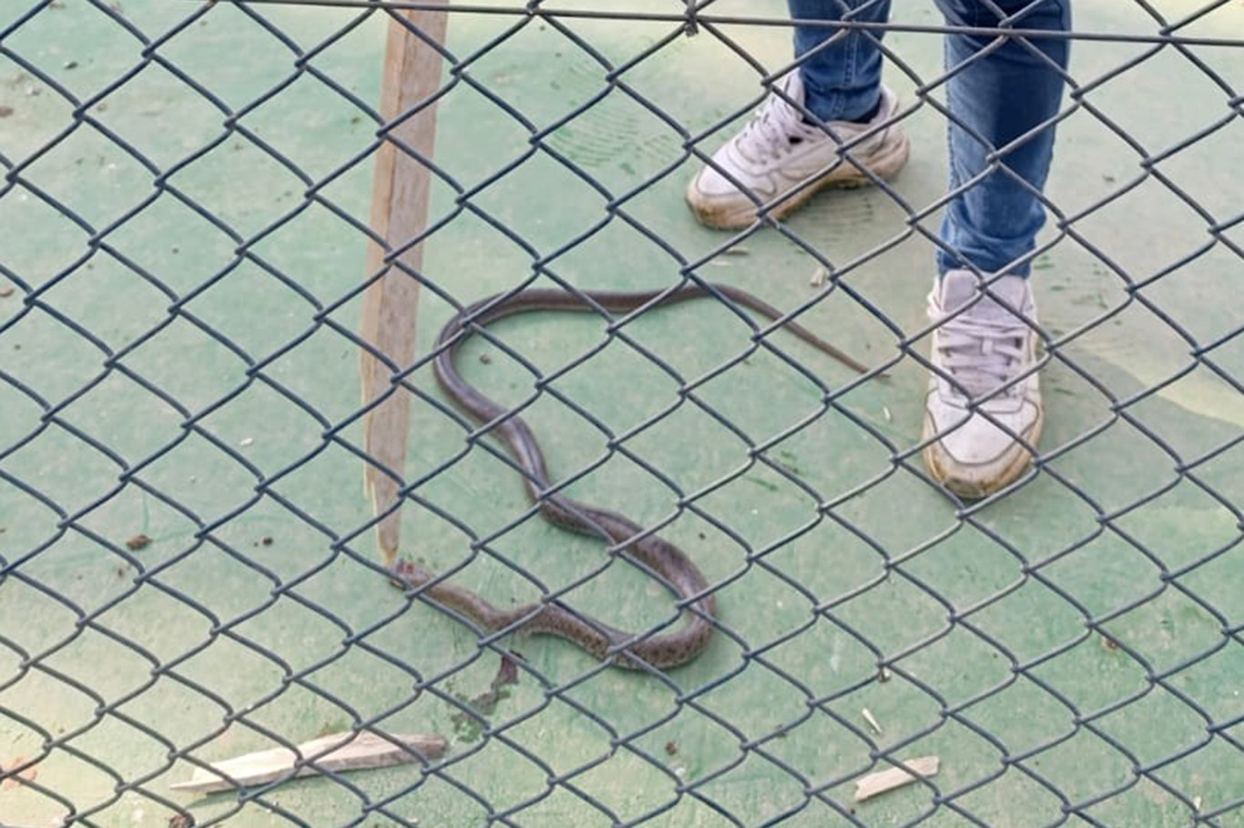 Lüks sitede yılan paniği