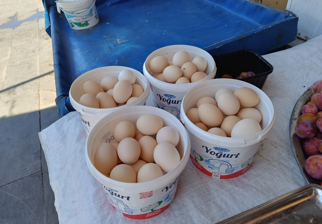 Organik yumurtalar Alo Tevşo’dan