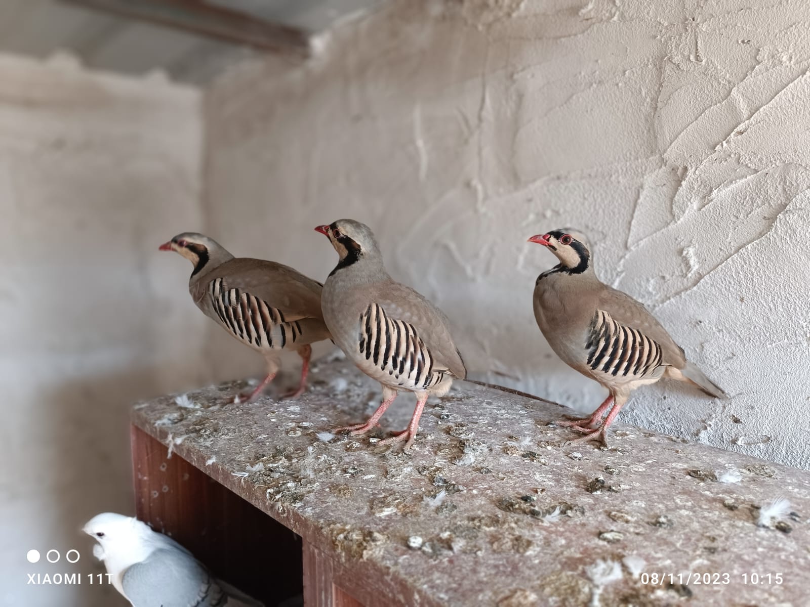 Sason’da keklik katliamı!