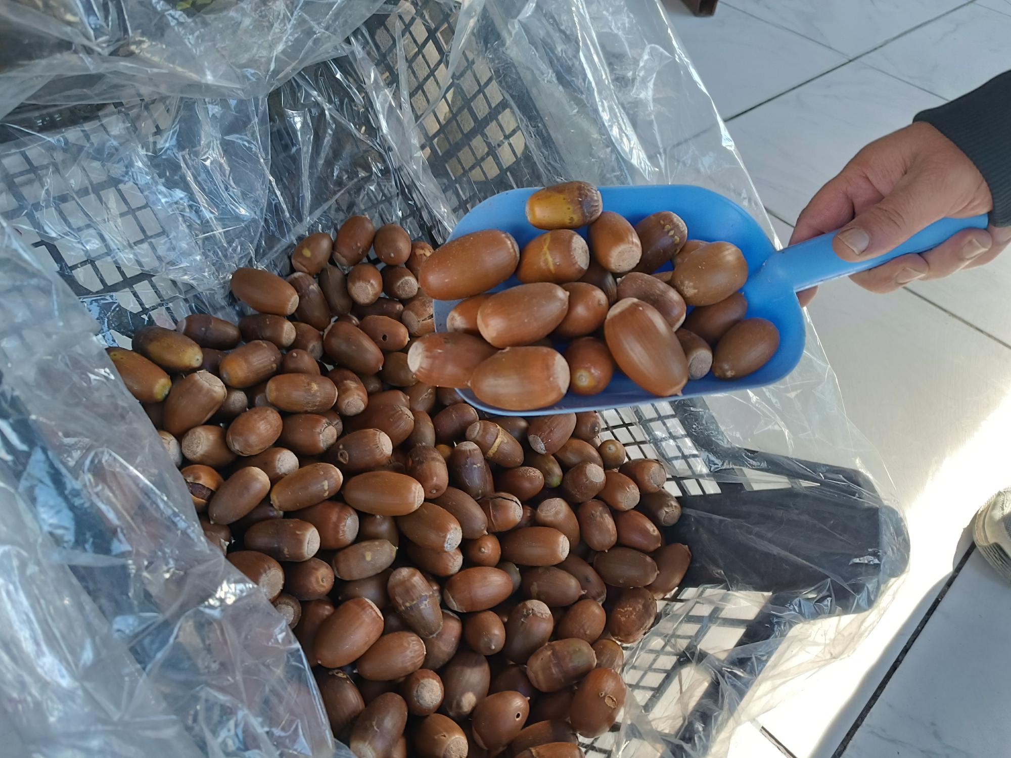 Tımok’un organik palamutlarına ilgi