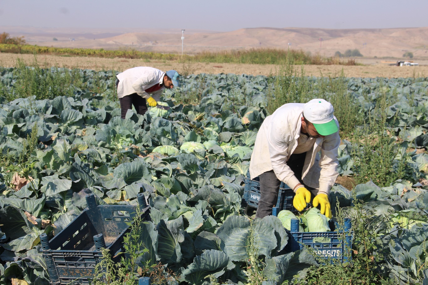 “Ürün verimli ama zarar ediyoruz”