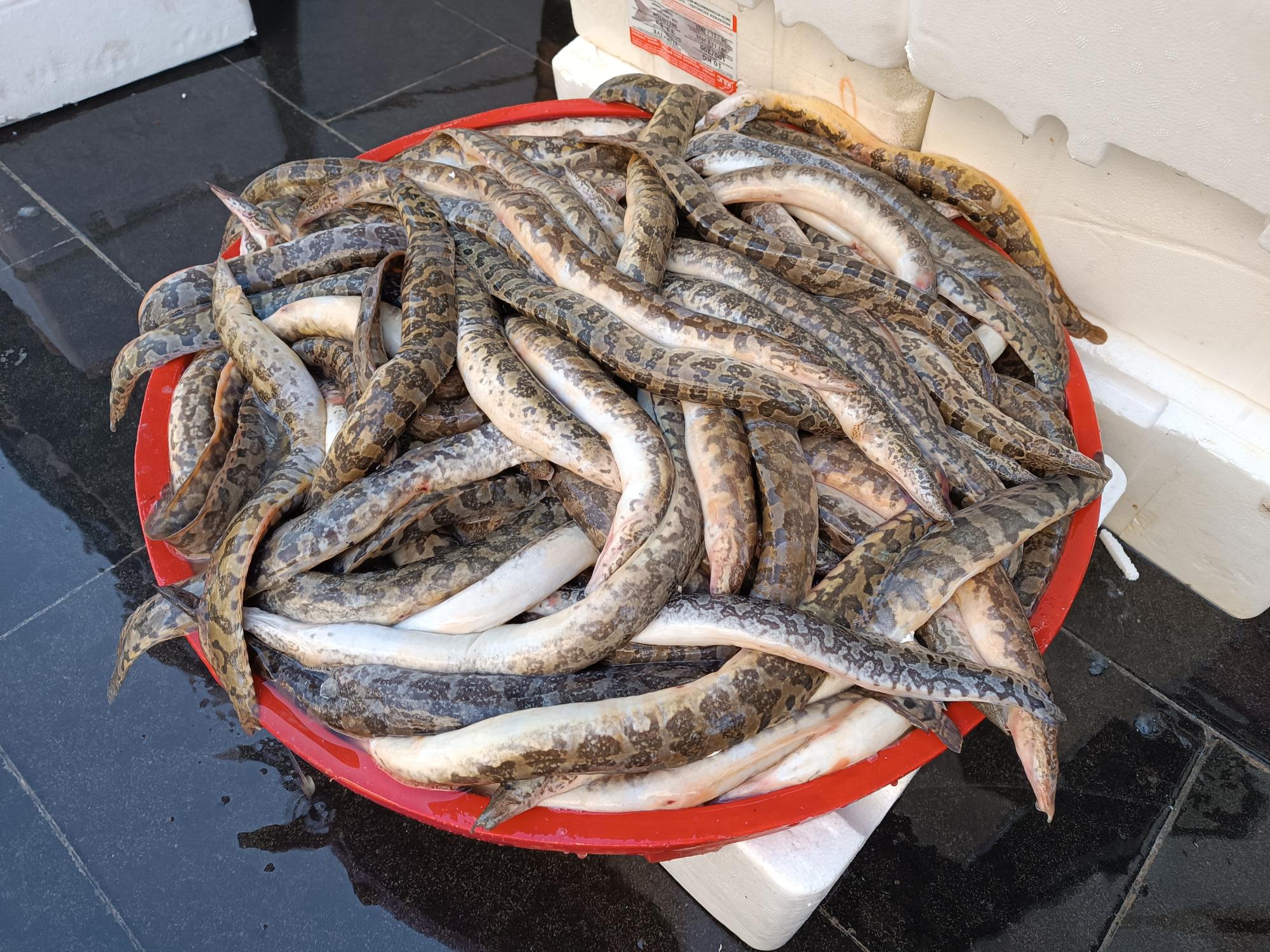 Yılan balığı sürprizi