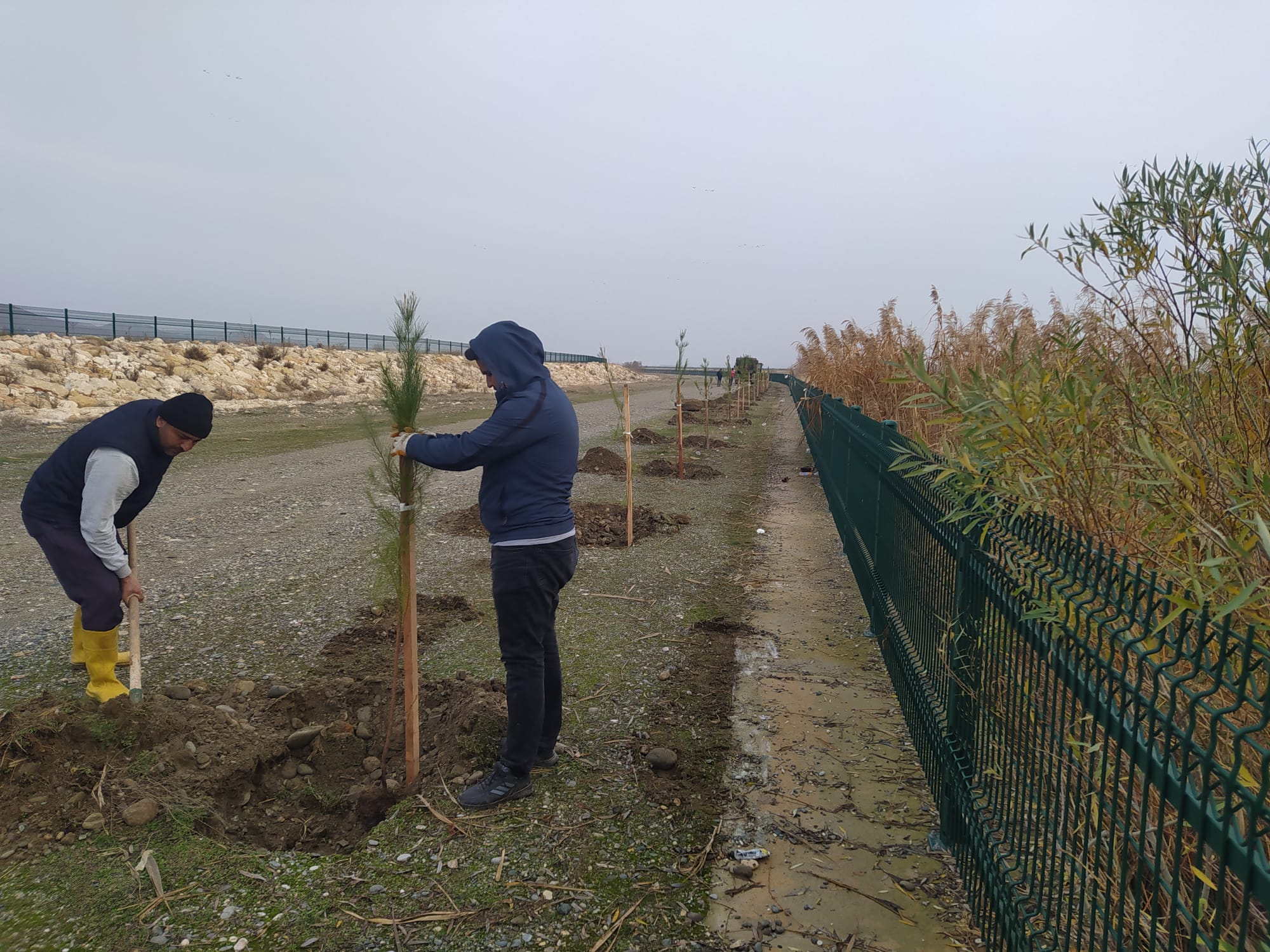 10 Kilometrelik hat ağaçlanıyor