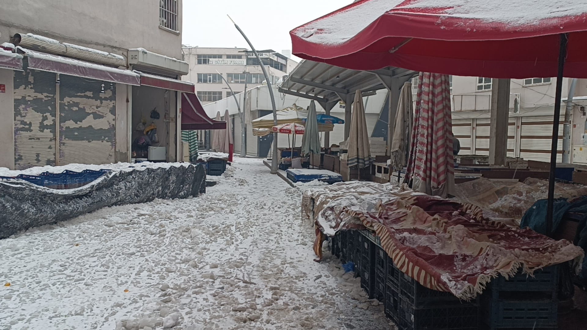 Alo Tevşo’da hayat durdu