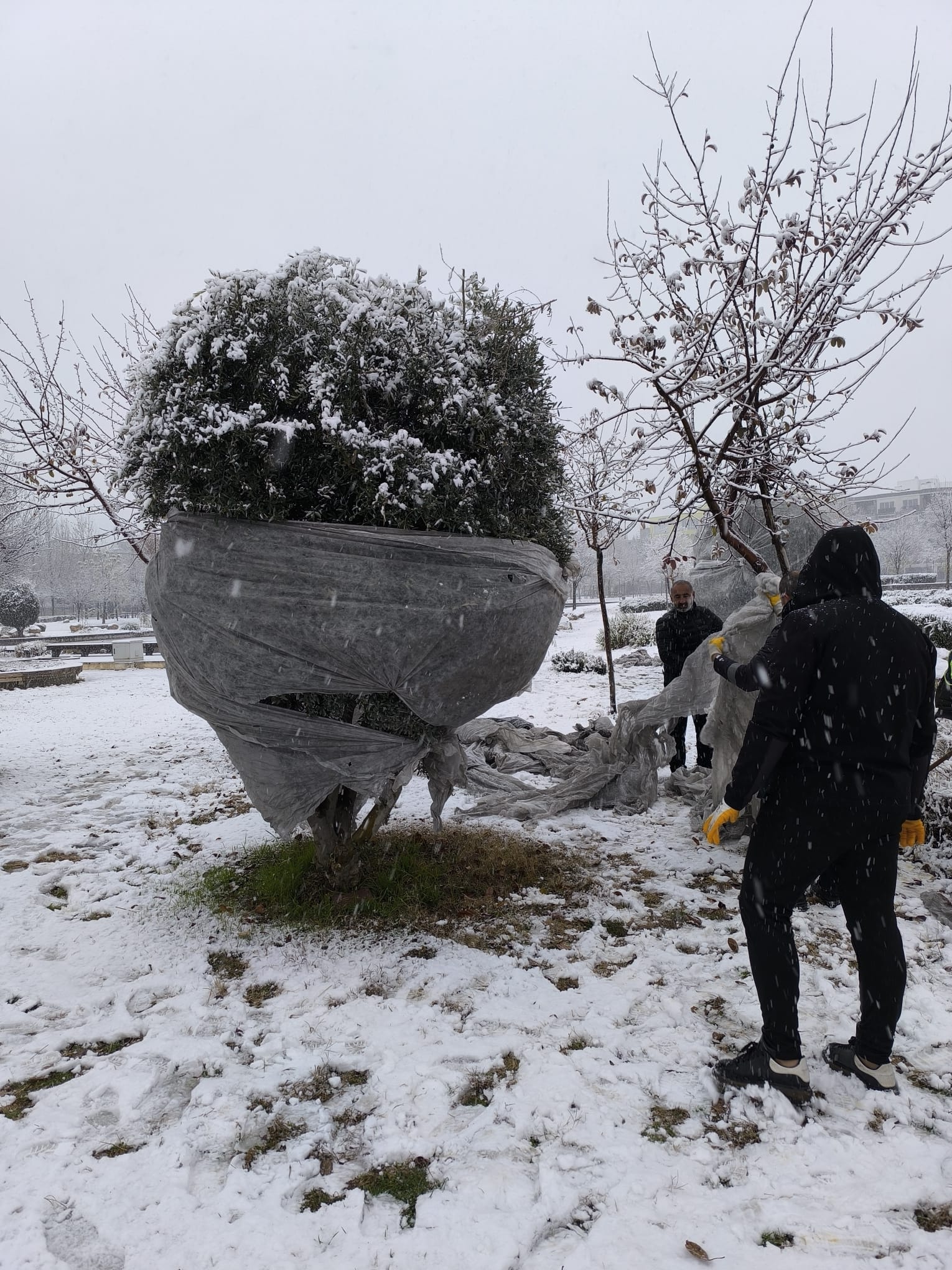 Belediyeden ağaçlara kış koruması