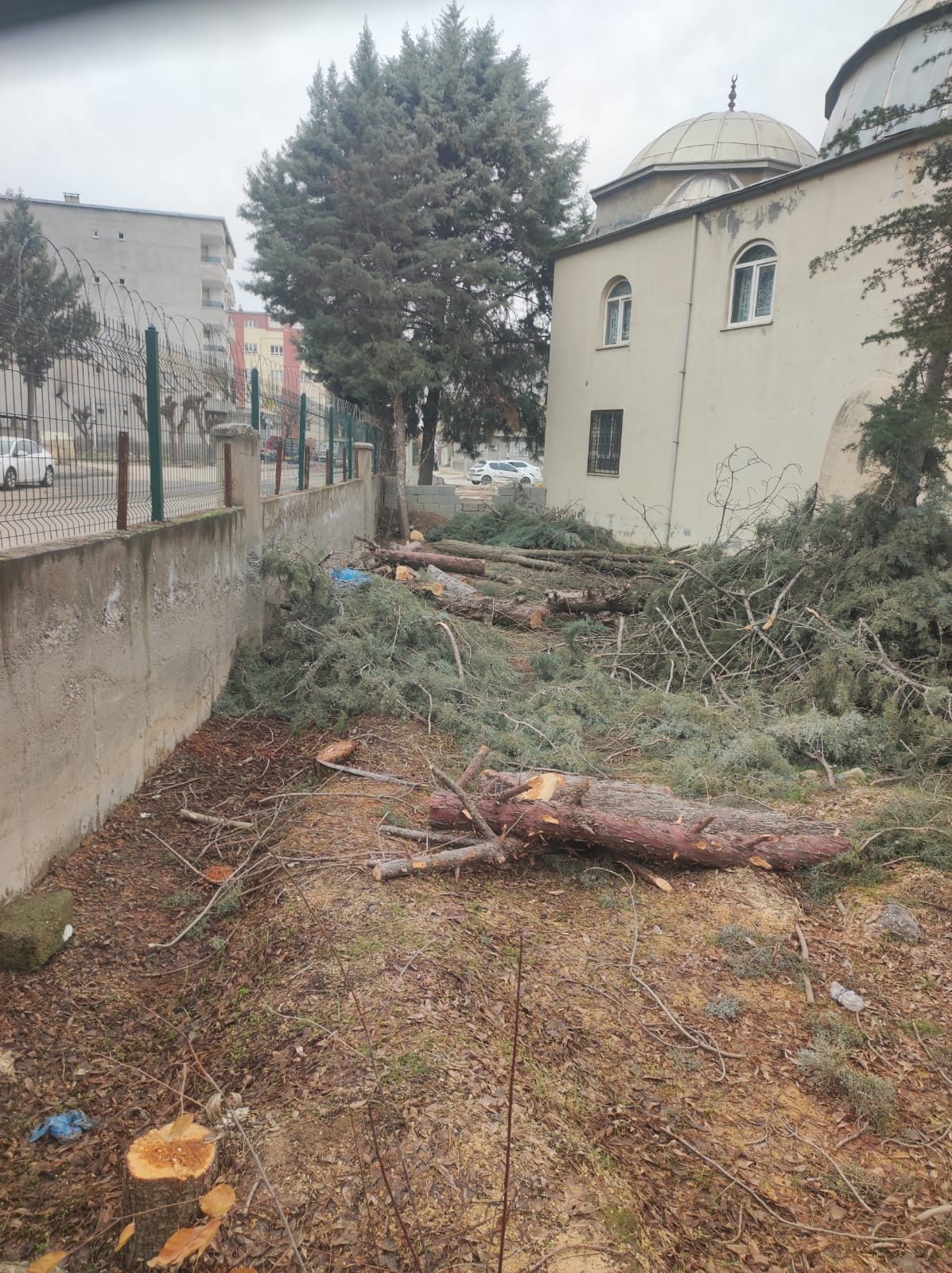 Cami avlusunda doğa cinayeti