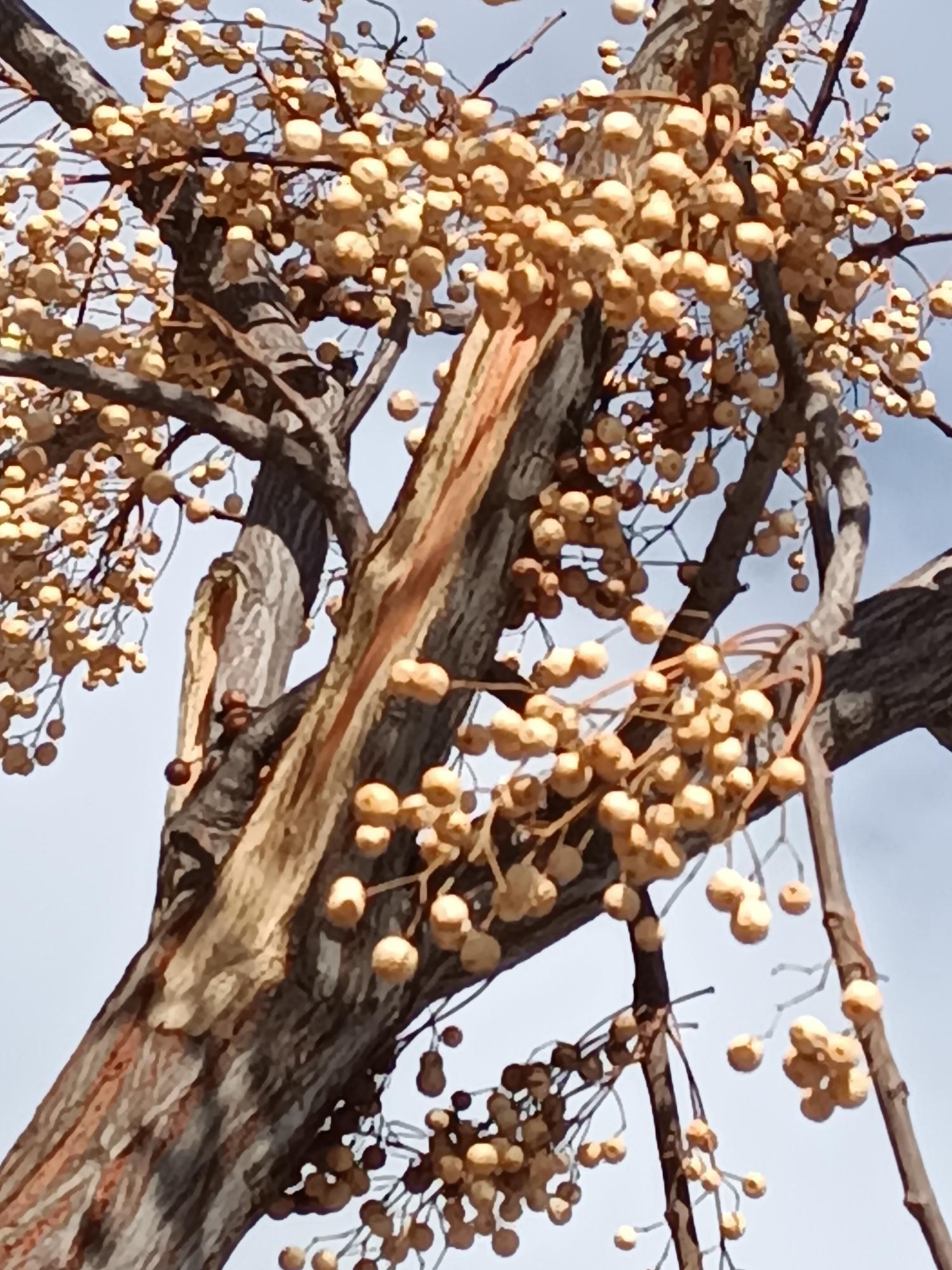 Kışın doğal süsü tespih ağaçları