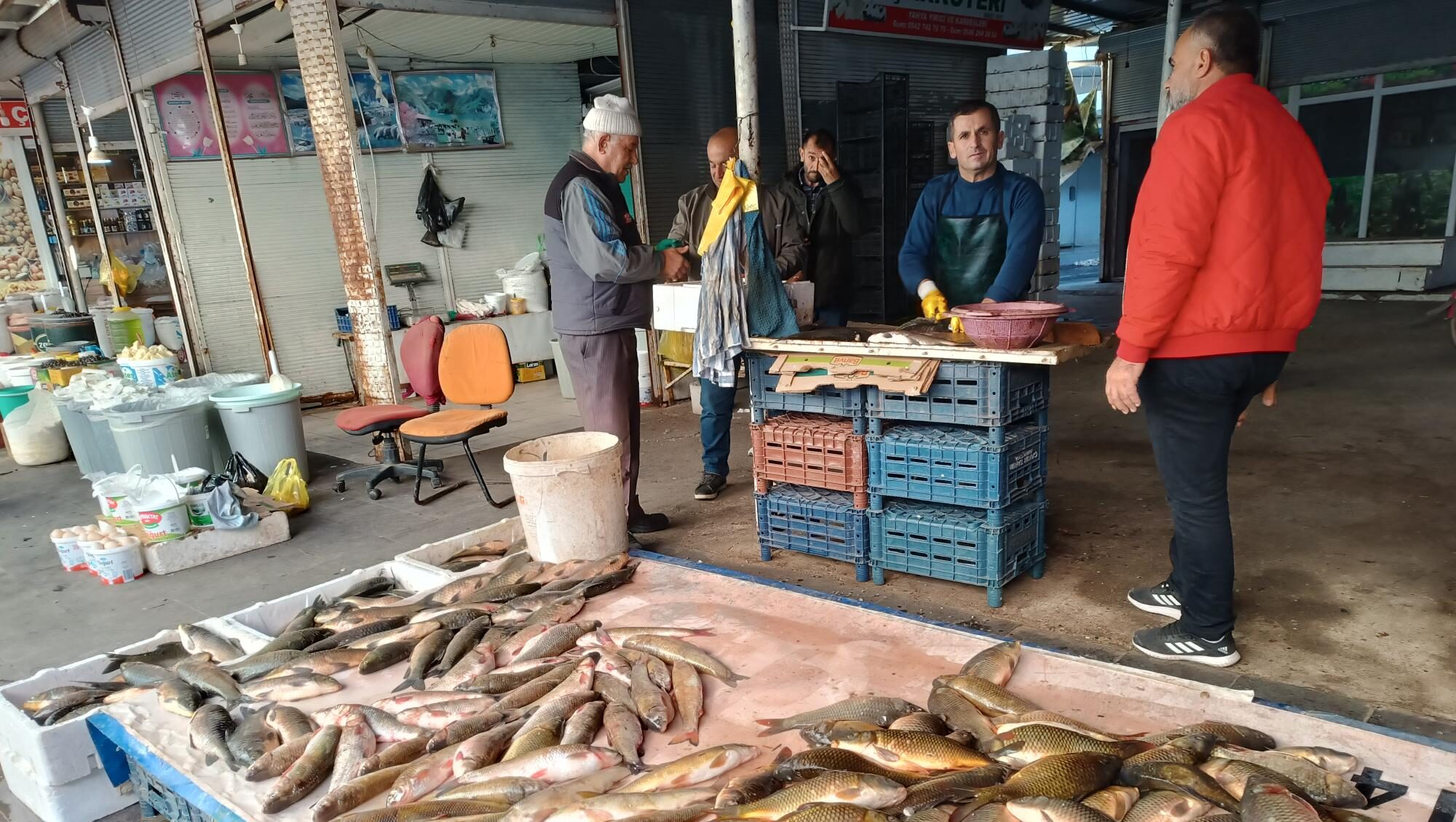 Yerli sazan balıkları kapış kapış