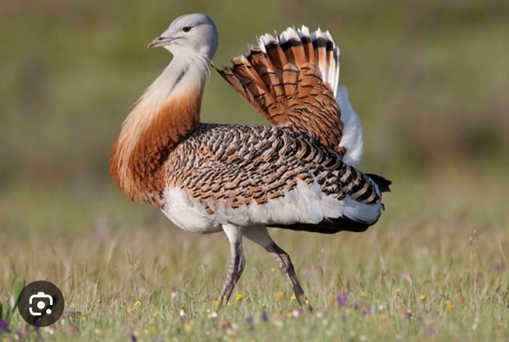 ‘Yiğit Toy’ kuşu nereye kayboldu?