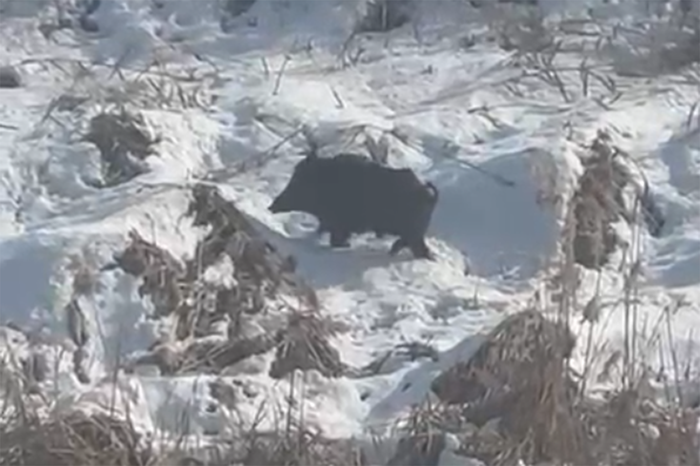 Aç kalan domuzlar yerleşim yerlerinde