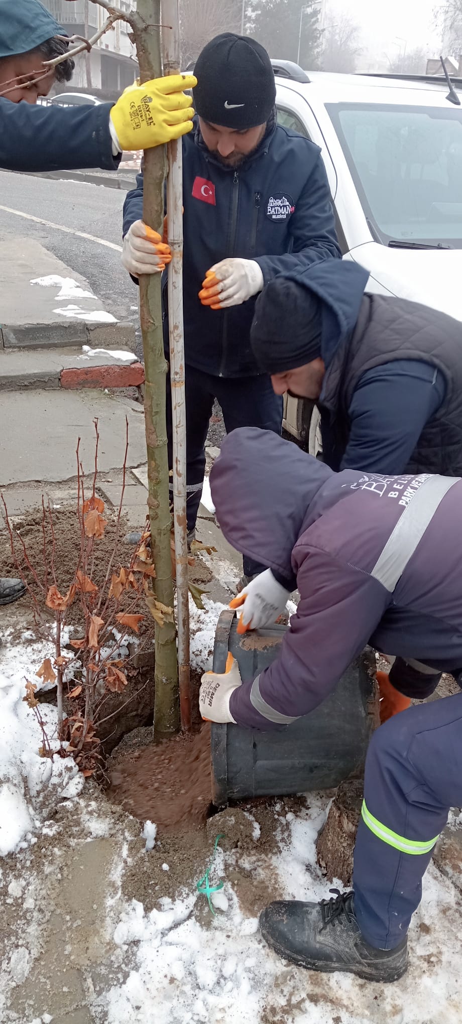 Ağaçlara kış bakımı