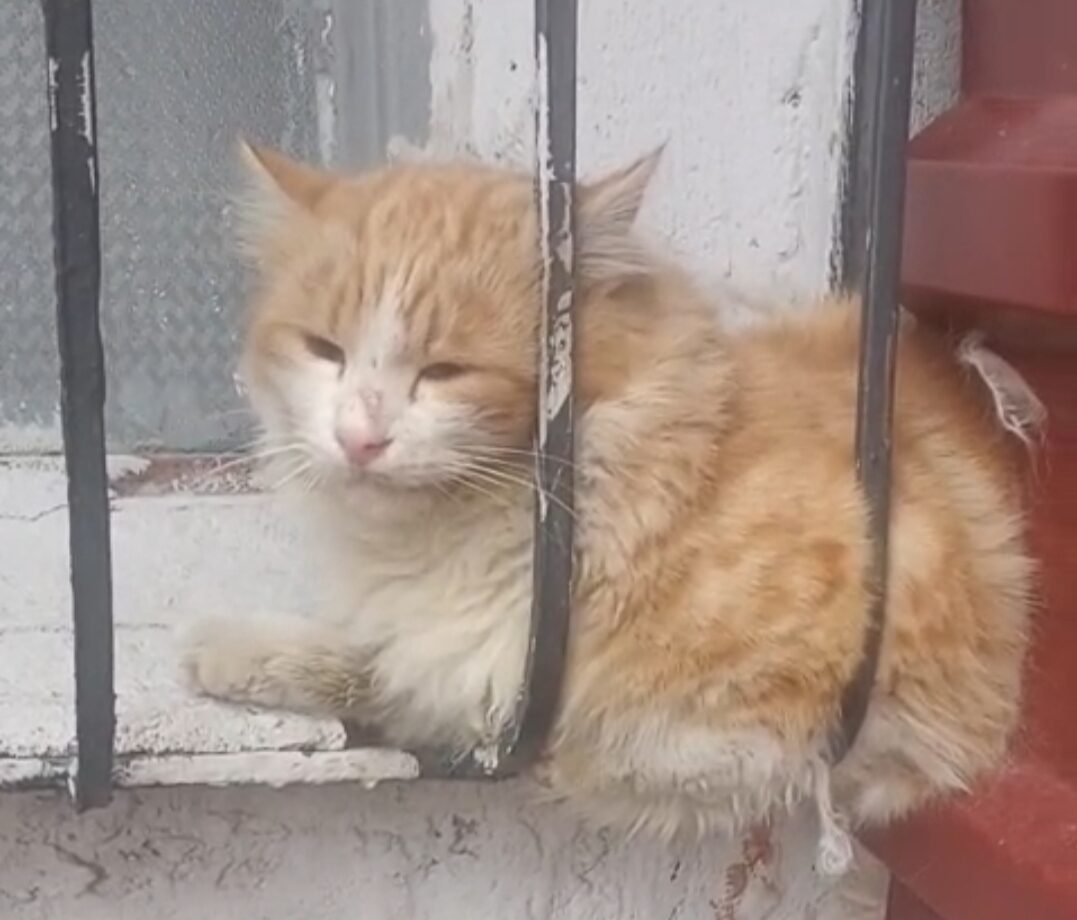 Sıkışan kediyi kurtardılar