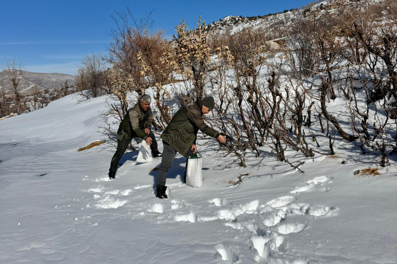 Yaban hayvanları için yem bırakıldı