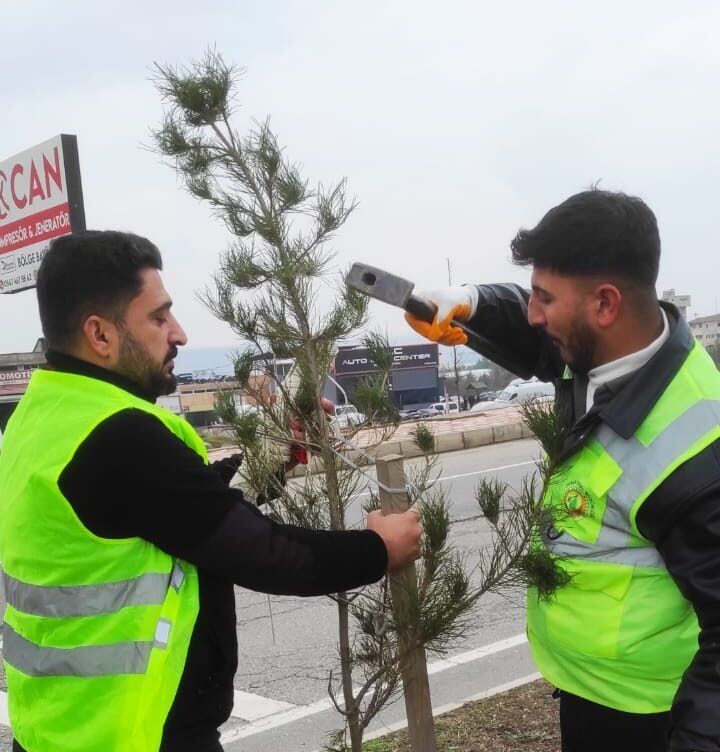 Fidanlara kış bakımı