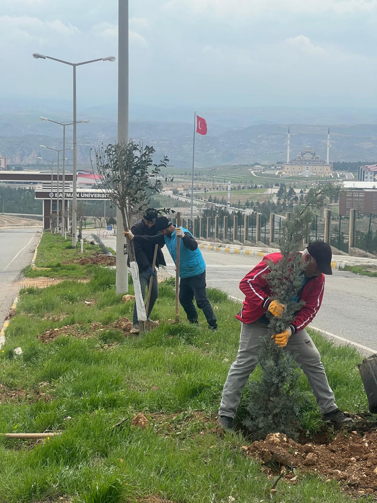 1005 Ağaç toprakla buluştu