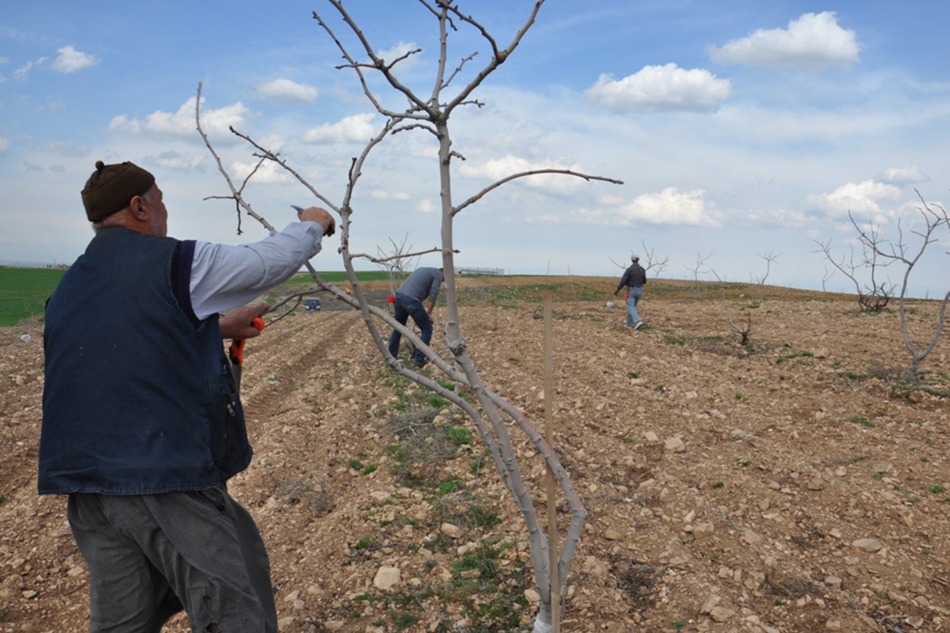 Çiftçilere bordo bulamacı uyarısı